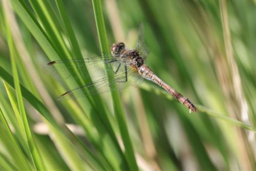 Sympetrum sanguineum
